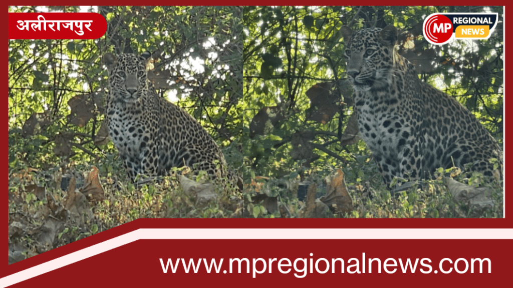 अलीराजपुर सड़क किनारे दिखाई दिया तेंदुआ: थम गए वाहनों के पहिए, कार सवारों ने वीडियो बनाया