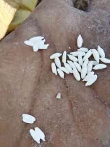 ग्रामीणों ने प्लास्टिक वाले चावल वितरण करने के आरोप लगाए