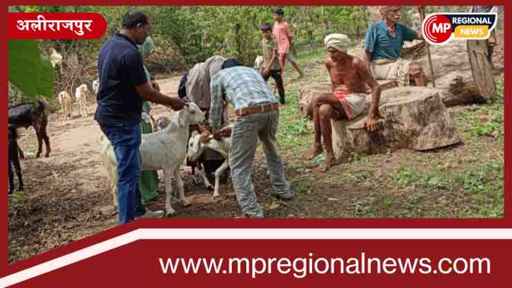 नि:शुल्क टीकाकरण अभियान के तहत बारिश के पहले बकरियों को लगाए जा रहे टीके नि:शुल्क टीकाकरण अभियान के तहत बारिश के पहले बकरियों को लगाए जा रहे टीके